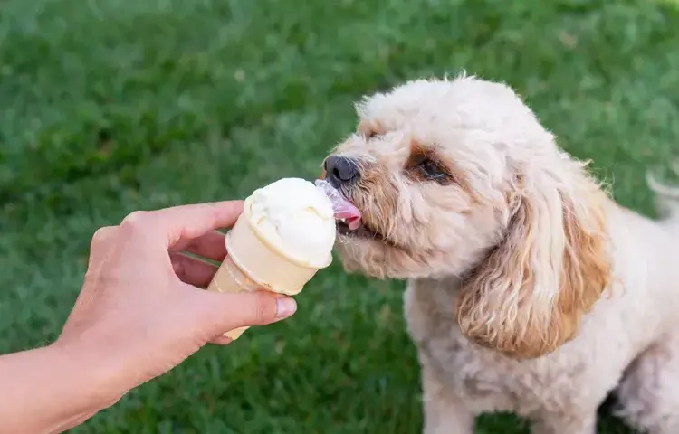 Czy pies może jeść lody? Poznaj prawdę i bezpieczne alternatywy dla pupila