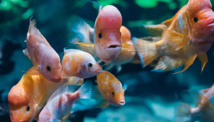 Oceanarium Gdynia - Fascynujący świat podwodnych stworzeń i atrakcji