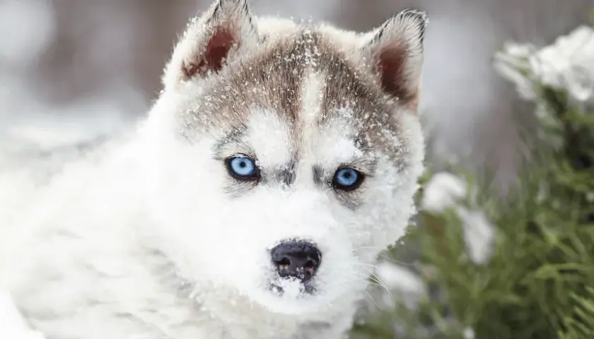 Jak wygląda pies husky? Cechy, umaszczenie i charakter tej wyjątkowej rasy