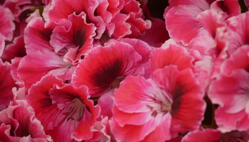 Mnóstwo pięknych, karbowanych płatków pelargonii angielskich w odcieniach różu i czerwieni z ciemniejszymi środkami.