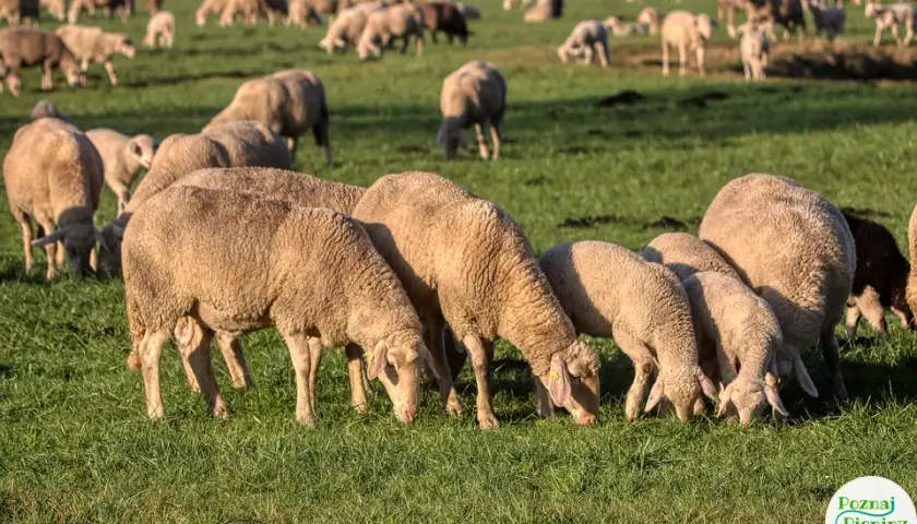 Bacówka u Wojtka: Prawdziwy smak Pienin i góralska przygoda