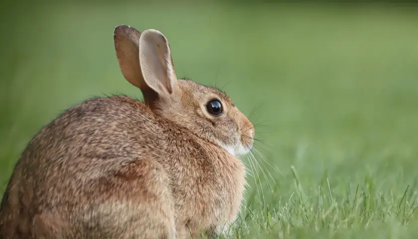 Uroczy królik siedzi na trawie, zastanawiając się, ile żyją króliki.