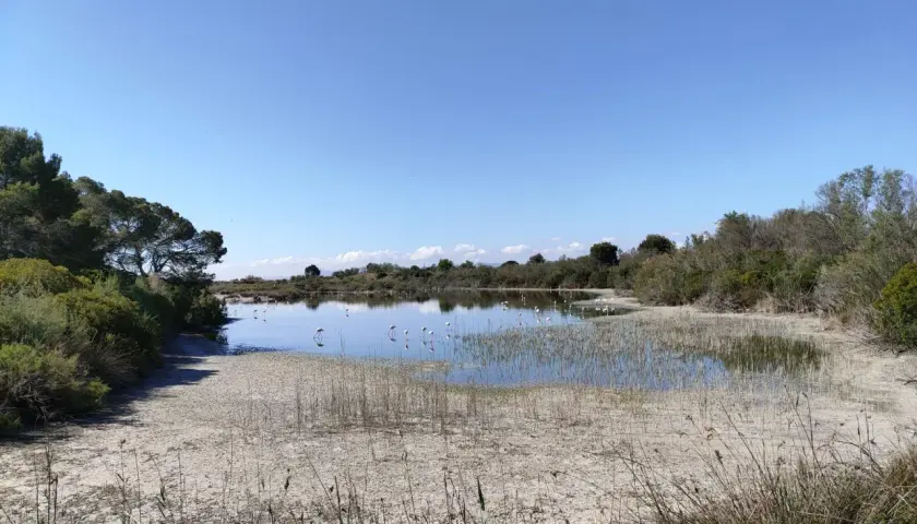 Flamencos rosados en el raco de l'olla, un humedal con vegetación exuberante y cielo azul despejado.