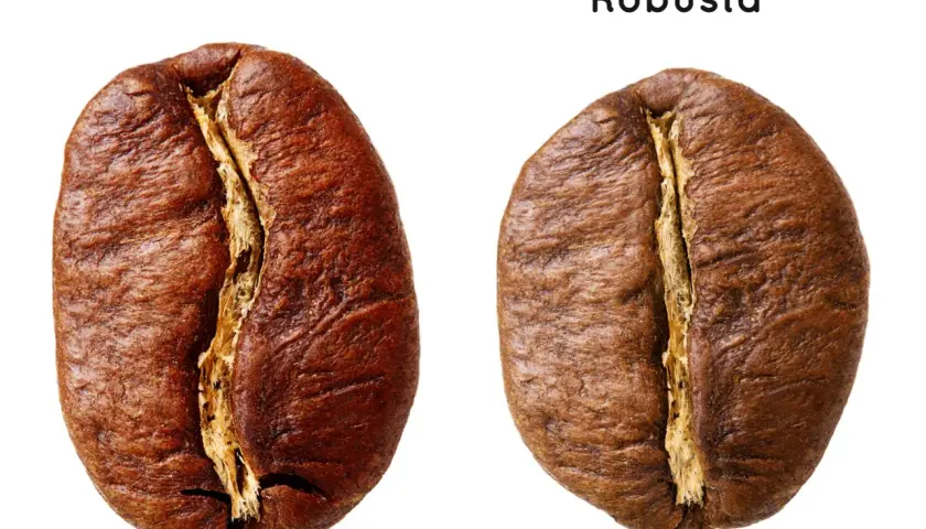 Dwa ziarna kawy: po lewej większa, owalna Arabica, po prawej mniejsza, okrąglejsza Robusta.