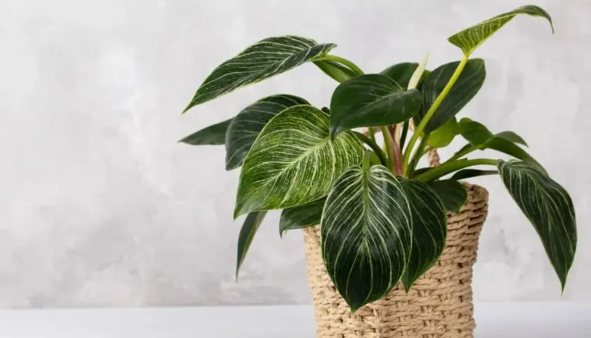 Kwiat filodendron 'Birkin' w plecionym koszu, z ciemnozielonymi liśćmi ozdobionymi białymi żyłkami.