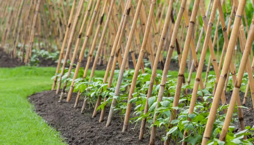 Junge Stangenbohnen ranken an Bambusstäben empor. Ein Gartenbeet mit frisch gepflanzten Bohnenpflanzen, bereit zum Wachsen.