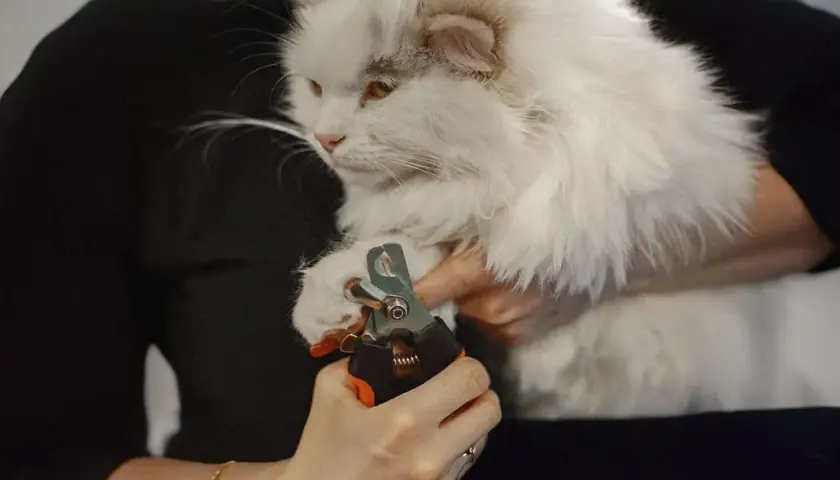 Persona corta las uñas a un gato blanco y esponjoso con un cortaúñas.