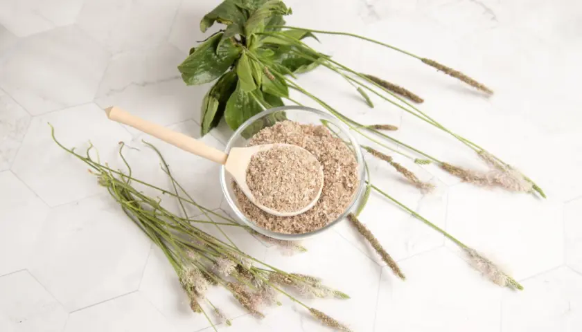 Psyllium vertus : une cuillère en bois remplie de poudre de psyllium dans un bol, entourée de tiges de plantain.