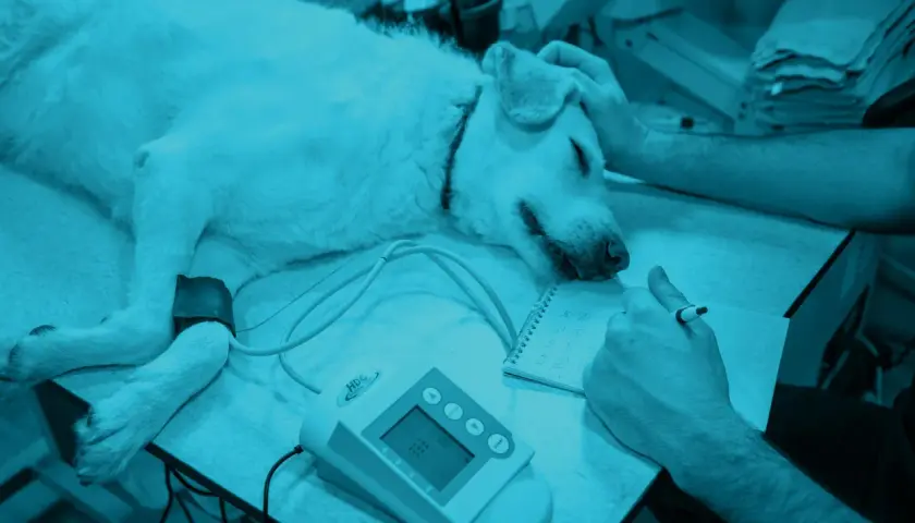 Cane sdraiato, con bracciale alla zampa, mentre un veterinario prende appunti. Potrebbe essere monitorato per un igroma articolare.