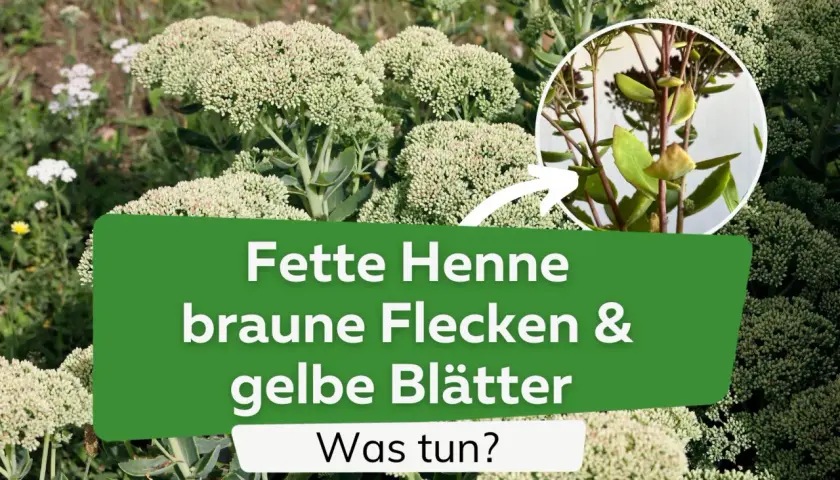 Fette Henne mit braunen Flecken und gelben Blättern. Was tun? Hilfe bei Krankheiten der Fetthenne.