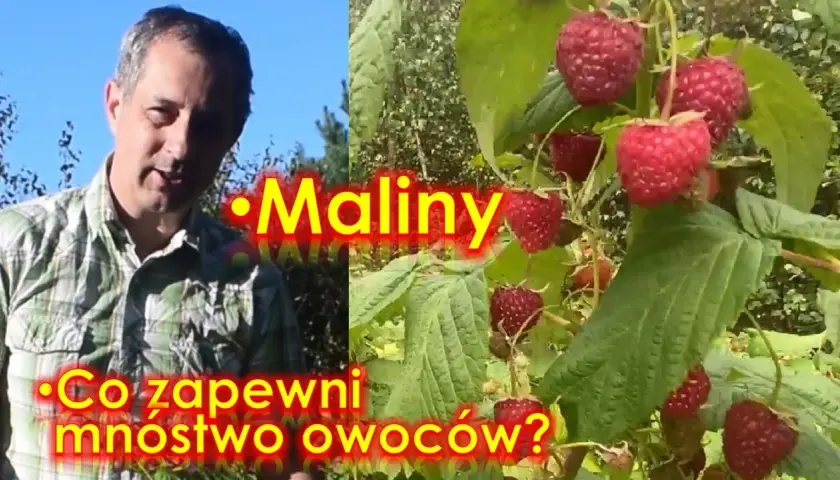 Kiedy jest sezon na maliny? Poznaj najlepszy czas na zbiór owoców