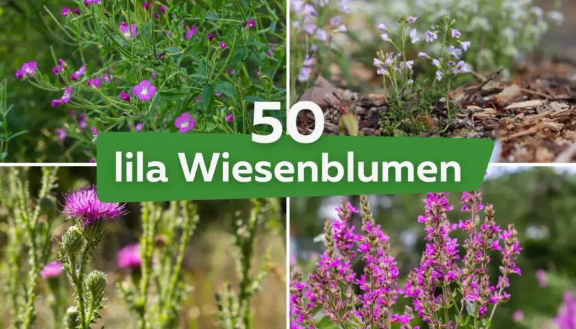 Vier Bilder von lila Wiesenblumen, darunter Karde und Weidenröschen. Die Namen der lila Blumen sind hier zu finden.