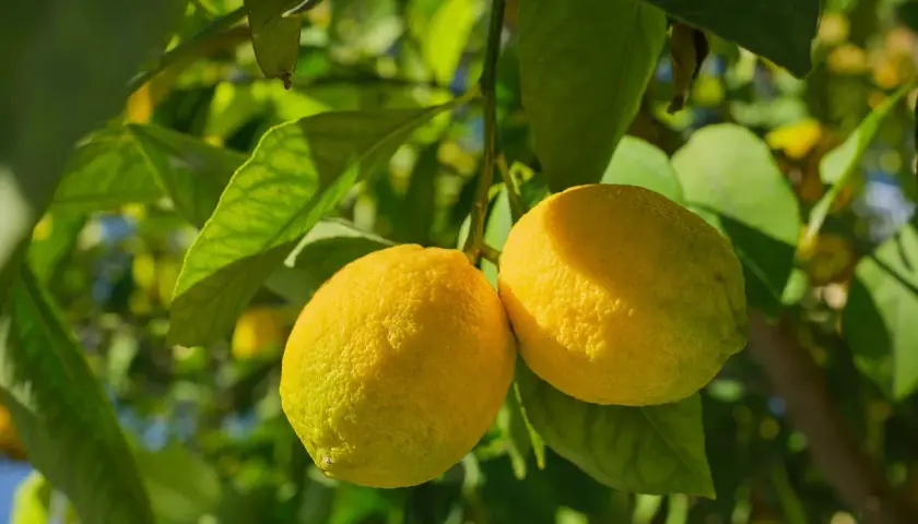 Limoni maturi su un ramo, pronti per la concimazione fogliare agrumi periodo.