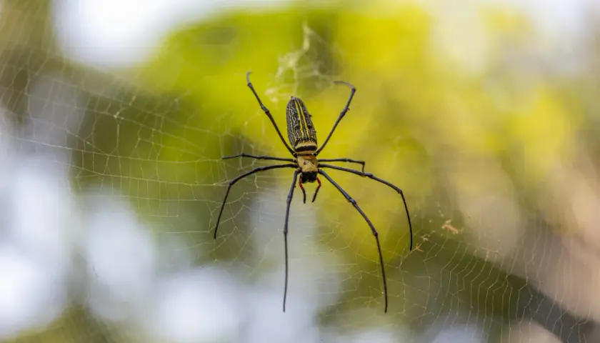 Ragno giallo e nero, un predatore delle cimici, attende paziente nella sua tela.