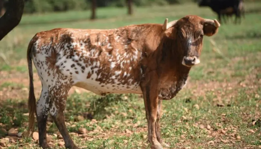 Vaca de pelaje moteado, con manchas marrones y blancas, pastando en un campo con la sierra al fondo.