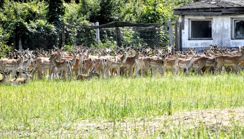 Czy hodowla danieli jest opłacalna? Sprawdź zyski i ryzyka tej branży