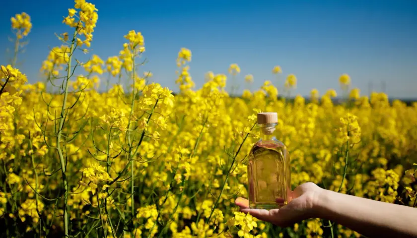 Main tenue une bouteille d'huile de colza lubrifiant dans un champ de colza en fleurs sous un ciel bleu.