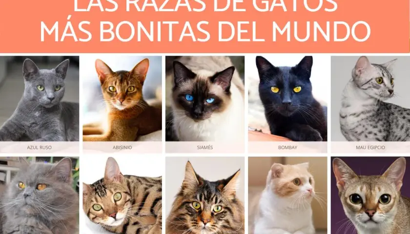 Colección de los gatos más bonitos del mundo: Azul Ruso, Abisinio, Siamés, Bombay, Mau Egipcio, Persa, Bengala, Maine Coon, Munchkin y Singapur.