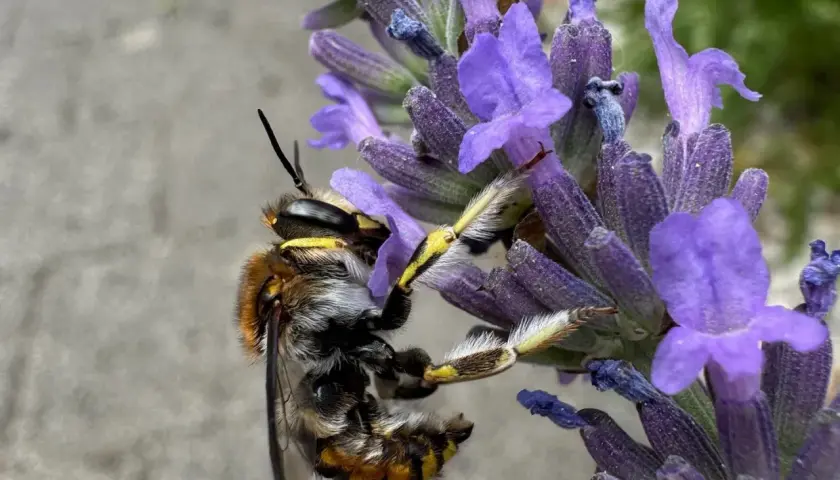 Eine Biene sammelt Nektar von blühendem Lavendel. Wann treibt Lavendel aus? Im Frühsommer, wenn die Bienen aktiv sind.