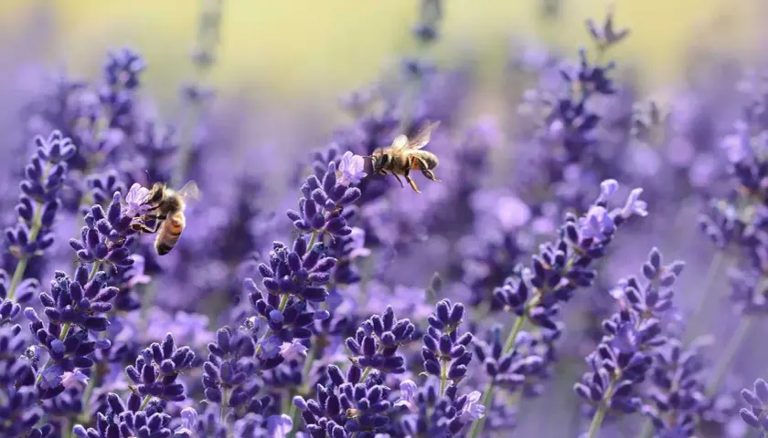 Zwei Bienen sammeln Nektar von bienenfreundlichen Blumen. Lavendel blüht in voller Pracht.