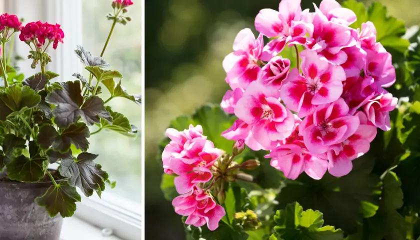 En kruka med mörka blad och rosa blommor står vid ett fönster. Bredvid syns en närbild på en klunga rosa pelargonblommor med mörkare inslag.