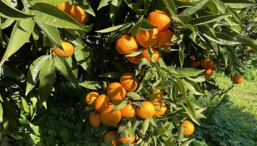 Agrumi carichi di frutti maturi su un albero, forse grazie al nitrato di calcio per ingrossamento agrumi.