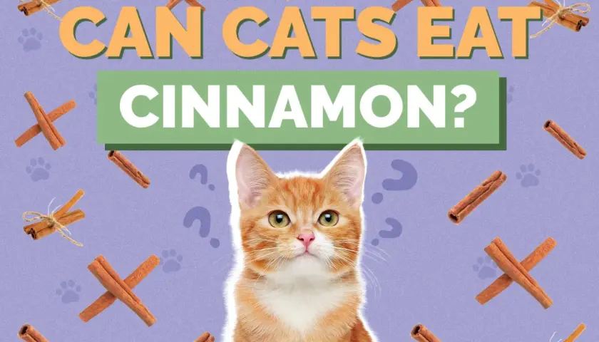 Curious ginger kitten looks up at text asking "Can cats eat cinnamon?". Cinnamon sticks and paw prints surround the question.