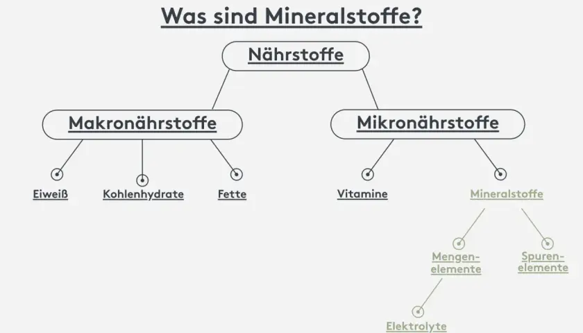 Übersicht: Nährstoffe sind Makro- (Eiweiß, Kohlenhydrate, Fette) und Mikronährstoffe. Mineralstoffe, wichtig für Körperfunktion, sind Mikronährstoffe, unterteilt in Mengenelemente und Spurenelemente.