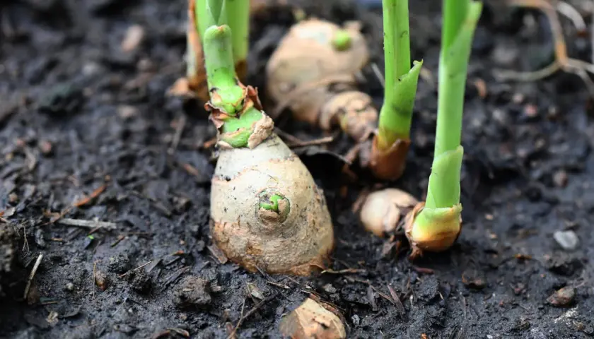 Junge Ingwerrispen sprießen aus der Erde. Ein Zeichen, dass das Anbauen von Ingwer im Garten erfolgreich ist.