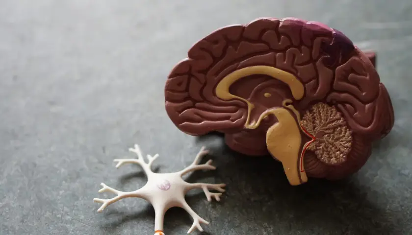 Gehirnmodell und Neuron. Forschung zu Gaba und Gewichtszunahme.