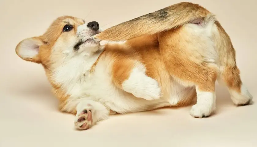 Cachorro corgi jugando, mordiéndose la cola y las patas. ¿Por qué mi perro se muerde la cola y las patas?