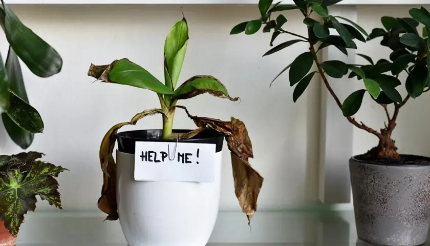 Smutna roślina z opadającymi, brązowymi liśćmi i napisem "HELP ME!". Podpowiada, jak uratować przelaną roślinę.