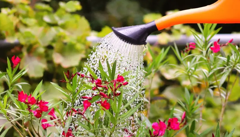 Arrosage d'un laurier rose en fleurs avec un arrosoir orange. L'eau tombe en pluie fine sur les feuilles vertes et les pétales roses.