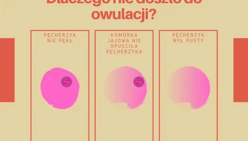 Owulacja wyklucza ciążę? Zrozum, jak działają Twoje hormony!