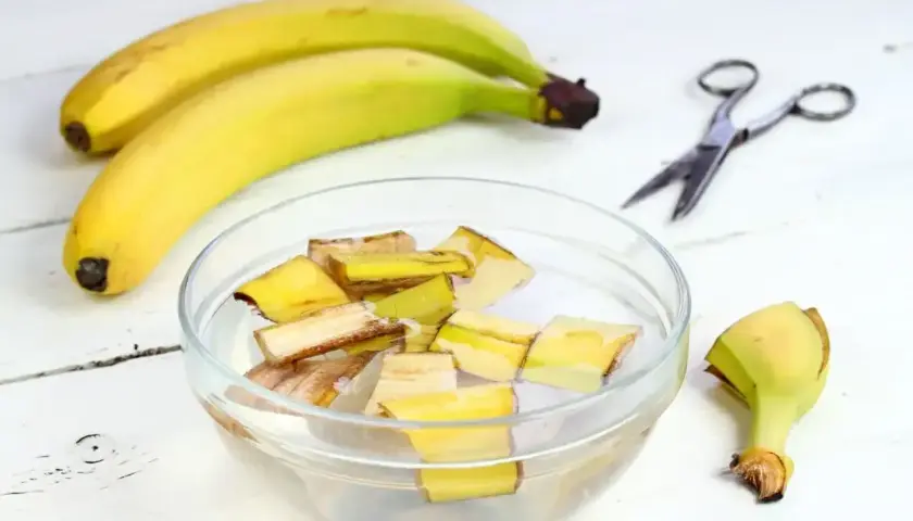 Kawałki skórek bananów w wodzie, przygotowywane jako nawóz z banana. Obok leżą banany i nożyczki.
