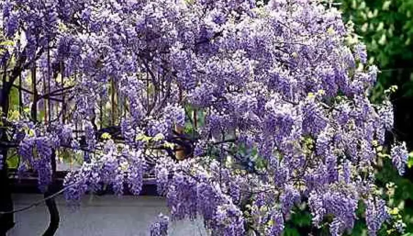Obficie kwitnąca wisteria w odcieniach fioletu, tworząca kaskady kwiatów. To piękny widok, gdy wisteria kiedy kwitnie.