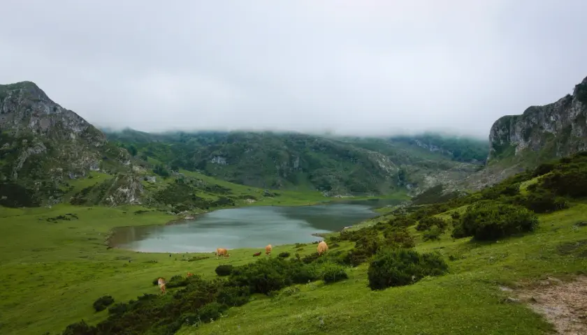 Mgliste góry w Hiszpanii, zielone wzgórza i spokojne jezioro. Kilka krów pasie się na trawiastym zboczu, tworząc sielski krajobraz.