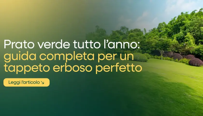 Prato verde tutto l'anno: guida completa per un tappeto erboso perfetto. Scopri i segreti della cura del prato per un giardino impeccabile.