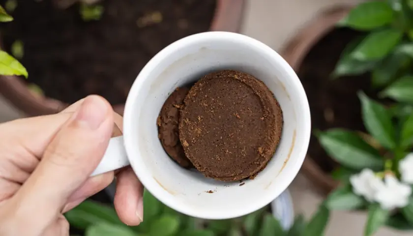 Eine Tasse mit zwei Kaffeepuck-förmigen Kaffeesatz-Scheiben, bereit als Dünger für den Weihnachtsstern.