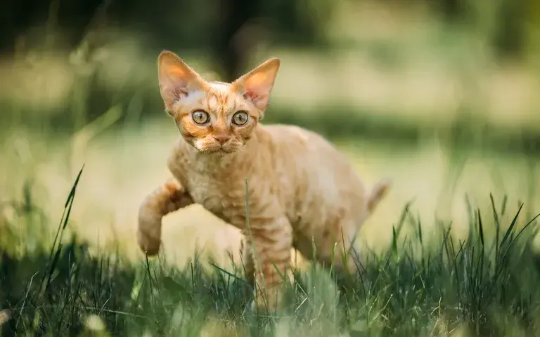 Devon Rex: Kot o psim sercu? Poznaj jego sekrety!