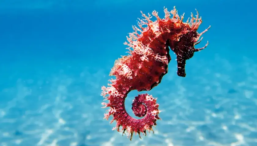Un majestuoso caballito de mar real, de color rojizo y con su cola en espiral, nada en aguas azules y cristalinas.