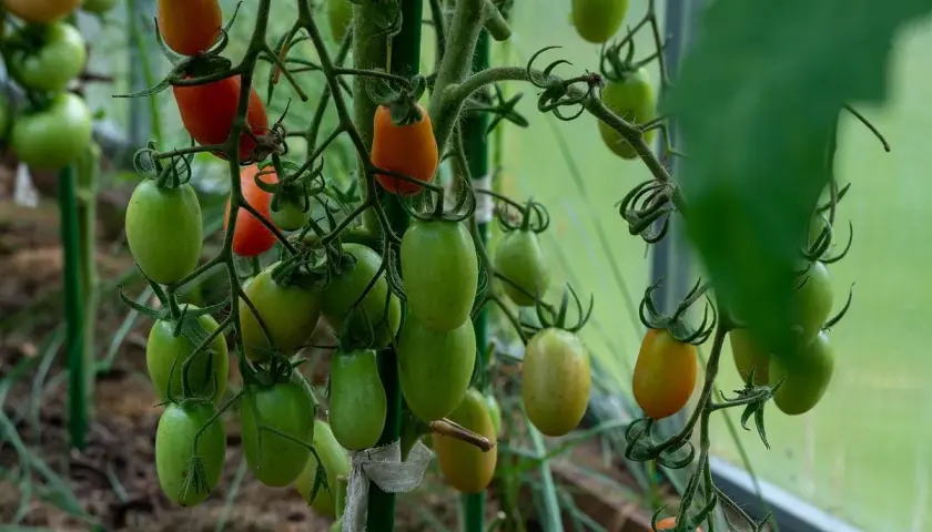 Pomodori verdi e rossi su un ramo. Alcuni presentano macchie scure, sintomo di marciume apicale peperone.