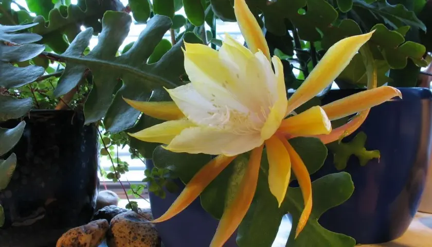Piękny, żółto-biały kwiat epiphyllum rozkwita wśród zielonych, ząbkowanych liści.