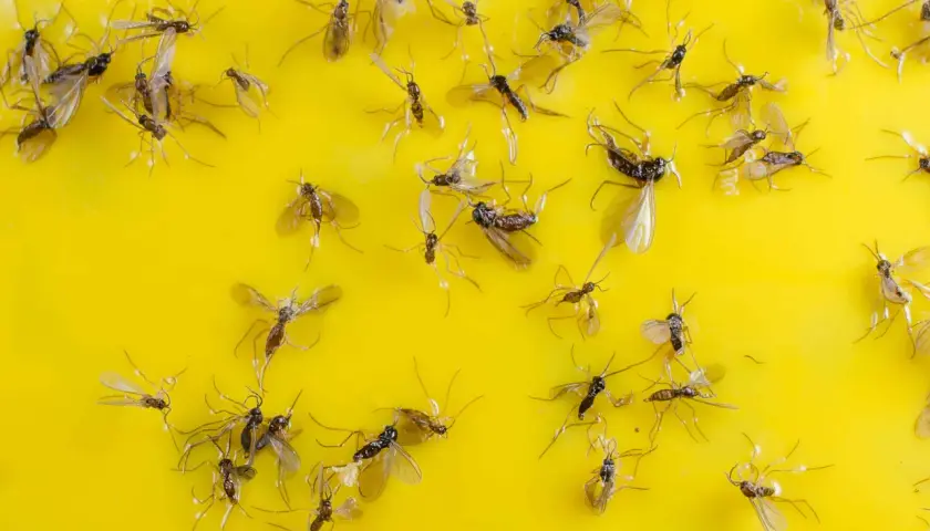 Molti moscerini intrappolati su una superficie gialla appiccicosa.