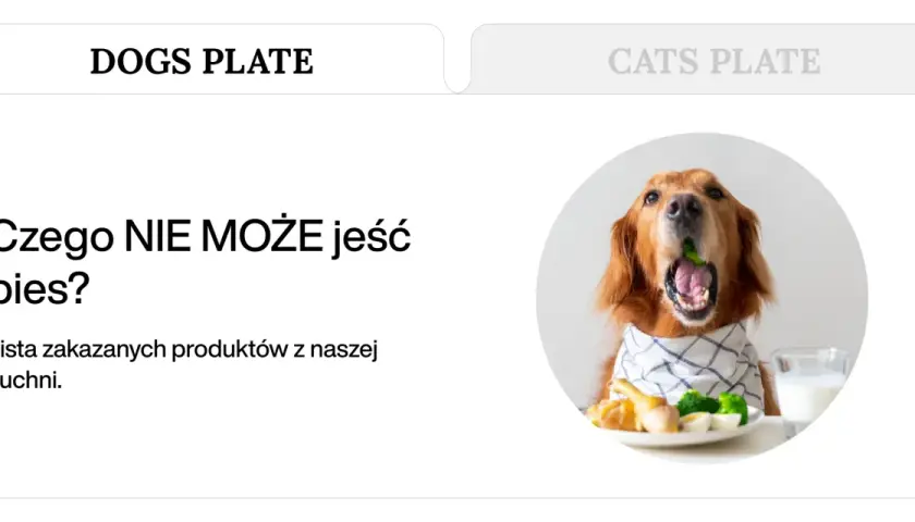 Złoty retriever z brokułem w pysku, obok talerz z jedzeniem i mlekiem. Temat: czego nie może jeść pies.