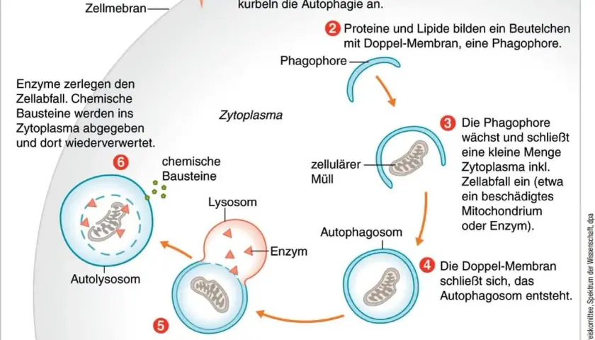 Signale an der Zellmembran starten die Autophagie. Ein Phagophor umschließt zellulären Müll, bildet ein Autophagosom, das dann mit einem Lysosom verschmilzt.