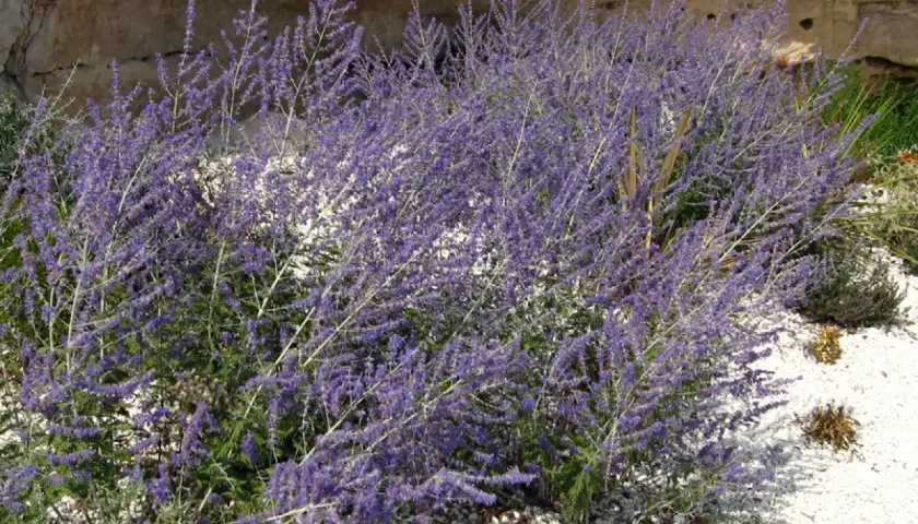 Un buisson de lavande d'Afghanistan aux fleurs violettes, connu pour ses propriétés aromatiques et médicinales, pousse près d'un mur de pierre.
