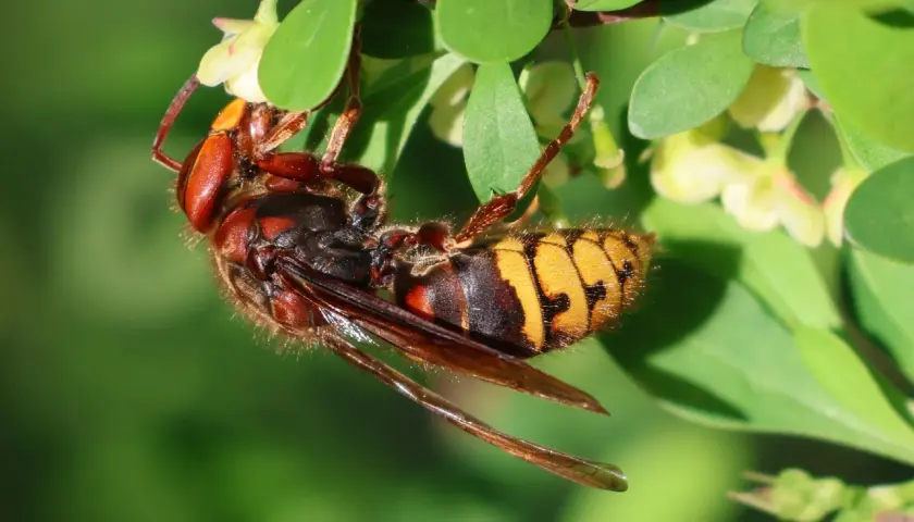 Hornissen fressen Insekten und Larven. Hier hängt eine Hornisse an einem Zweig mit grünen Blättern und kleinen gelben Blüten.