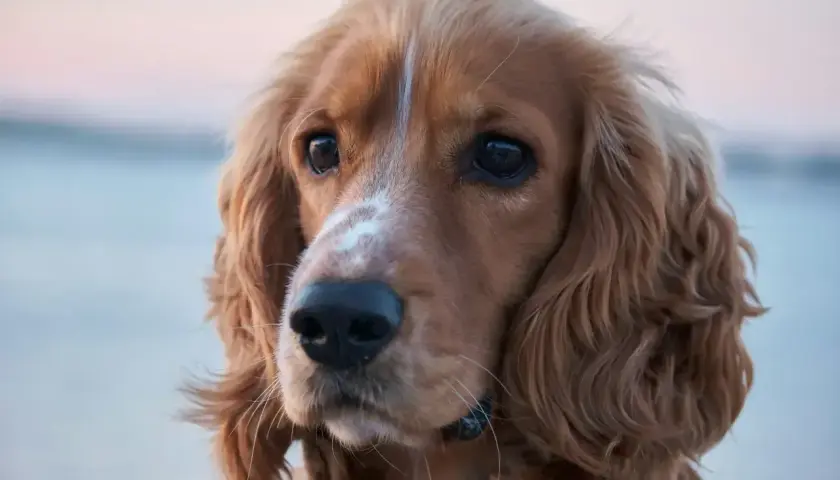 Uroczy cocker spaniel amerykański z błyszczącymi oczami i falującą sierścią.