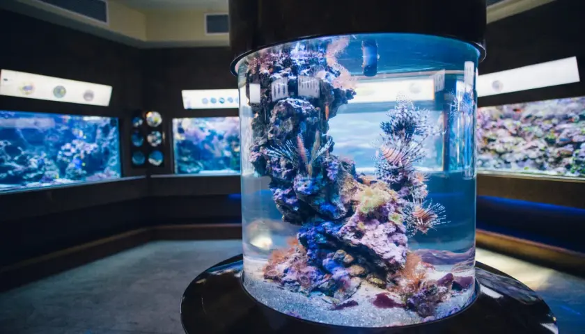 Kolorowe ryby-lwy pływają w akwarium w oceanarium Gdańsk. W tle widać inne zbiorniki z morskimi stworzeniami.